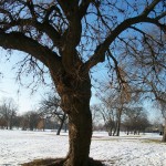 chicago tree